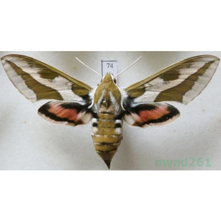 Hyles tithymali (Boisduval, 1834) Morocco 72mm74